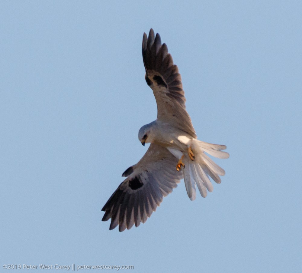 White-tailed Kite - Peter Carey