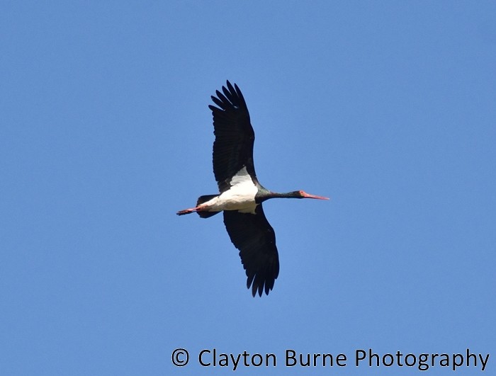 Black Stork - Clayton Burne