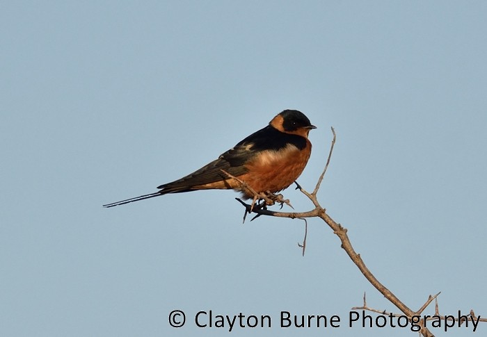 Rufous-chested Swallow - Clayton Burne