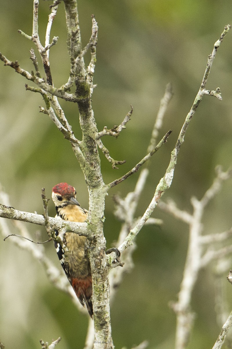Fulvous-breasted Woodpecker - VINIT RAU