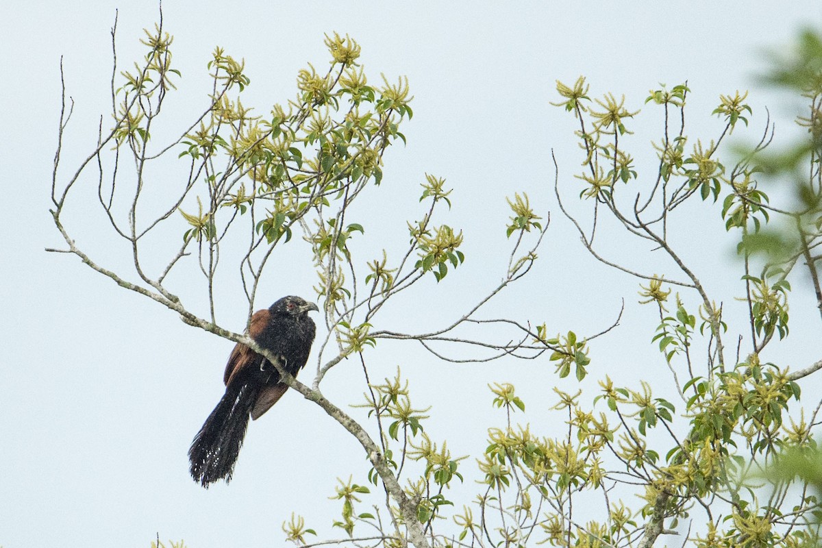 Greater Coucal - ML175679631