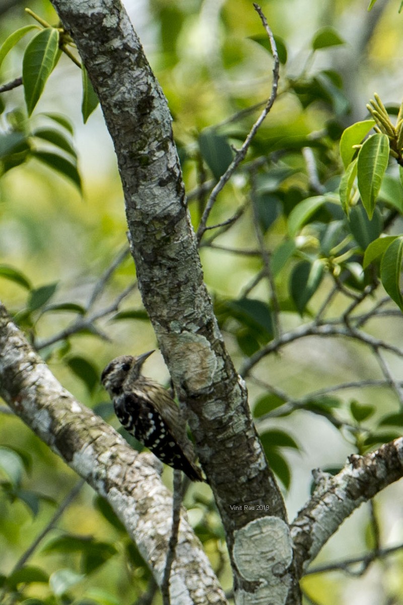 Gray-capped Pygmy Woodpecker - ML175679791