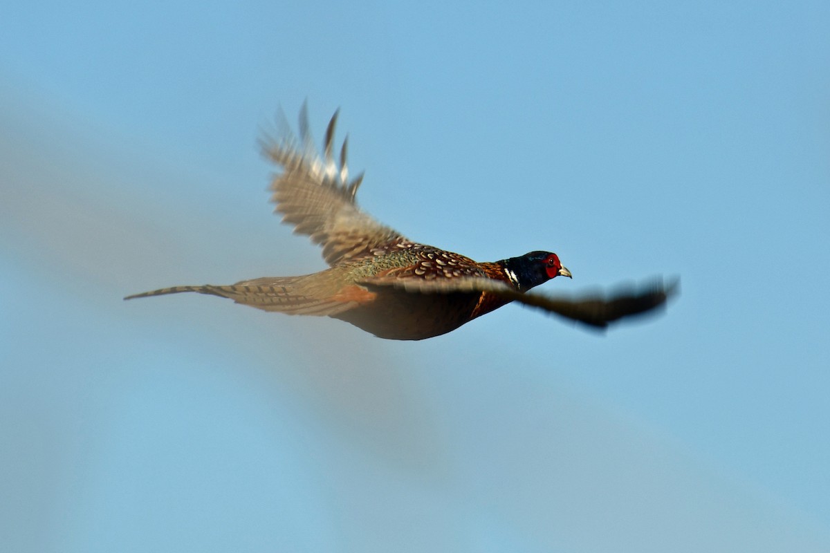 Ring-necked Pheasant - Steve Hawes