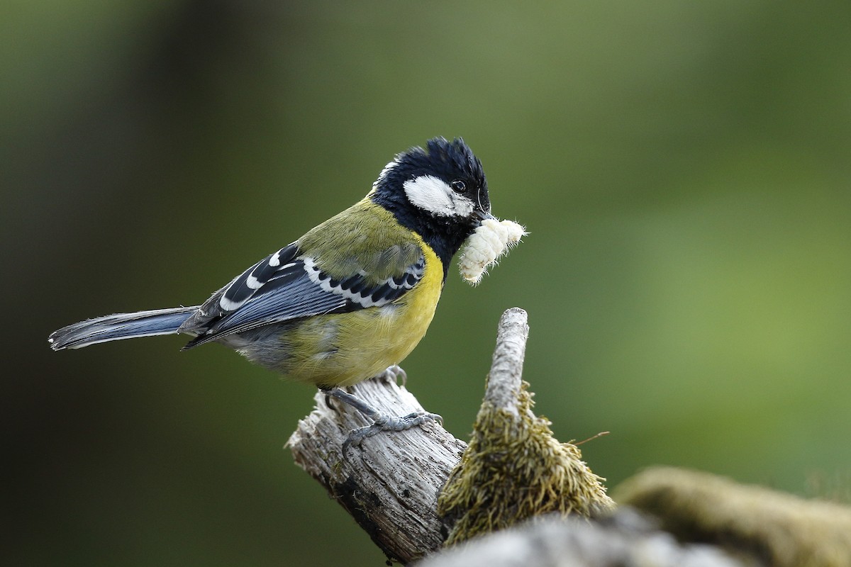 Green-backed Tit - ML175682021