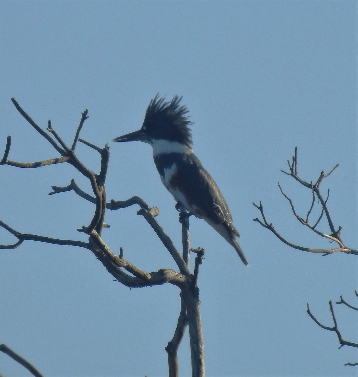 Belted Kingfisher - ML175683911
