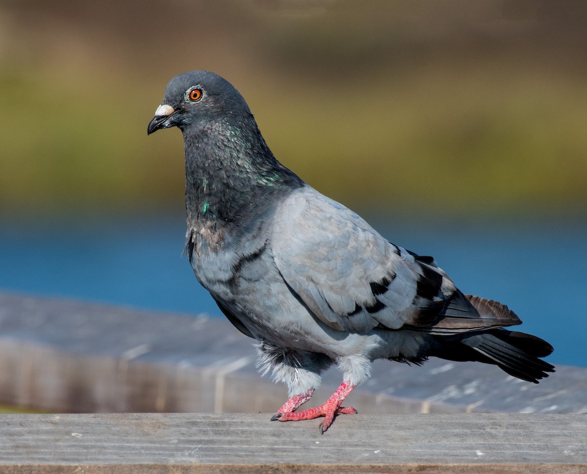 Rock Pigeon (Feral Pigeon) - ML175684051