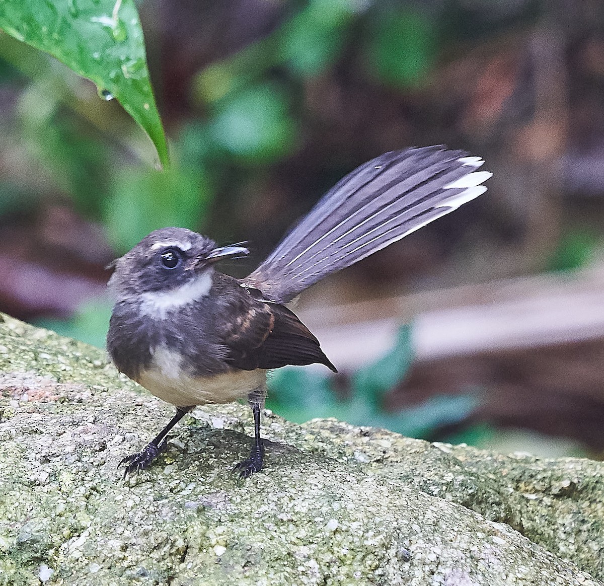 Malaysian Pied-Fantail - Steven Cheong