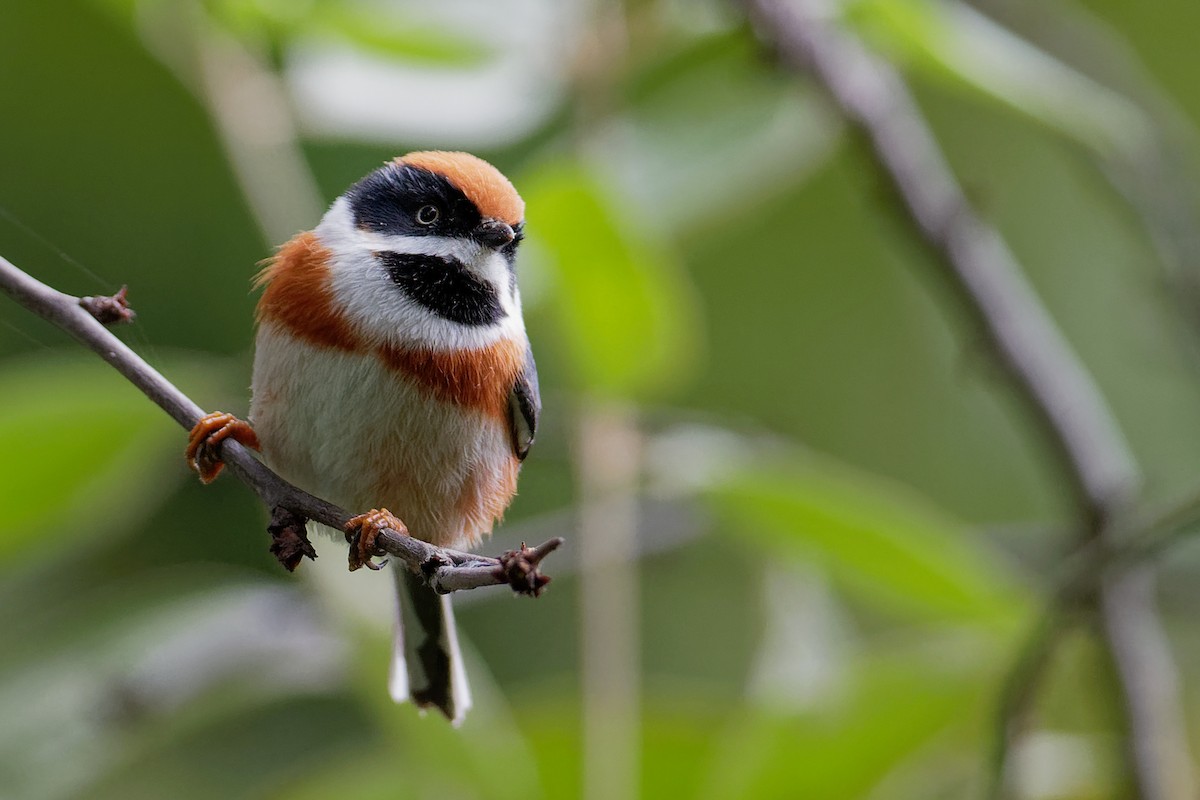 Black-throated Tit - Vincent Wang