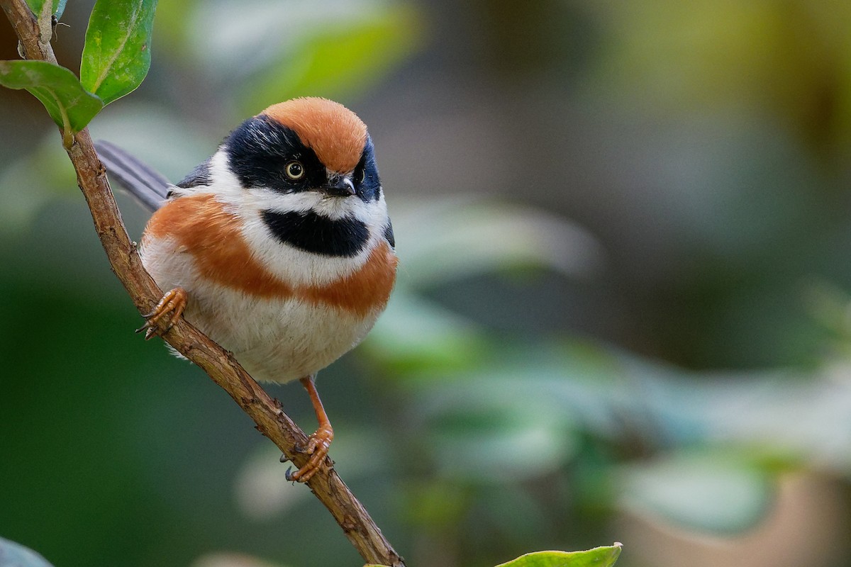 Black-throated Tit - Vincent Wang
