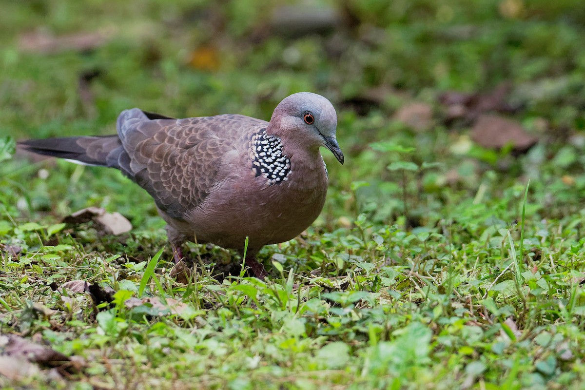 Spotted Dove - ML175686601
