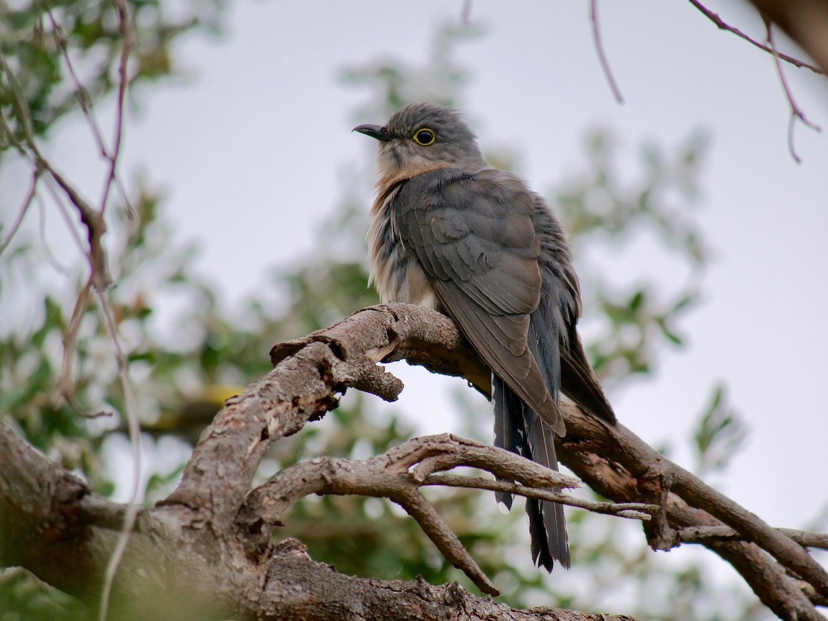 Fan-tailed Cuckoo - Keith Morris