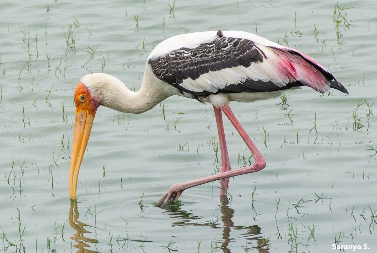 Painted Stork - Saranya Subramanian