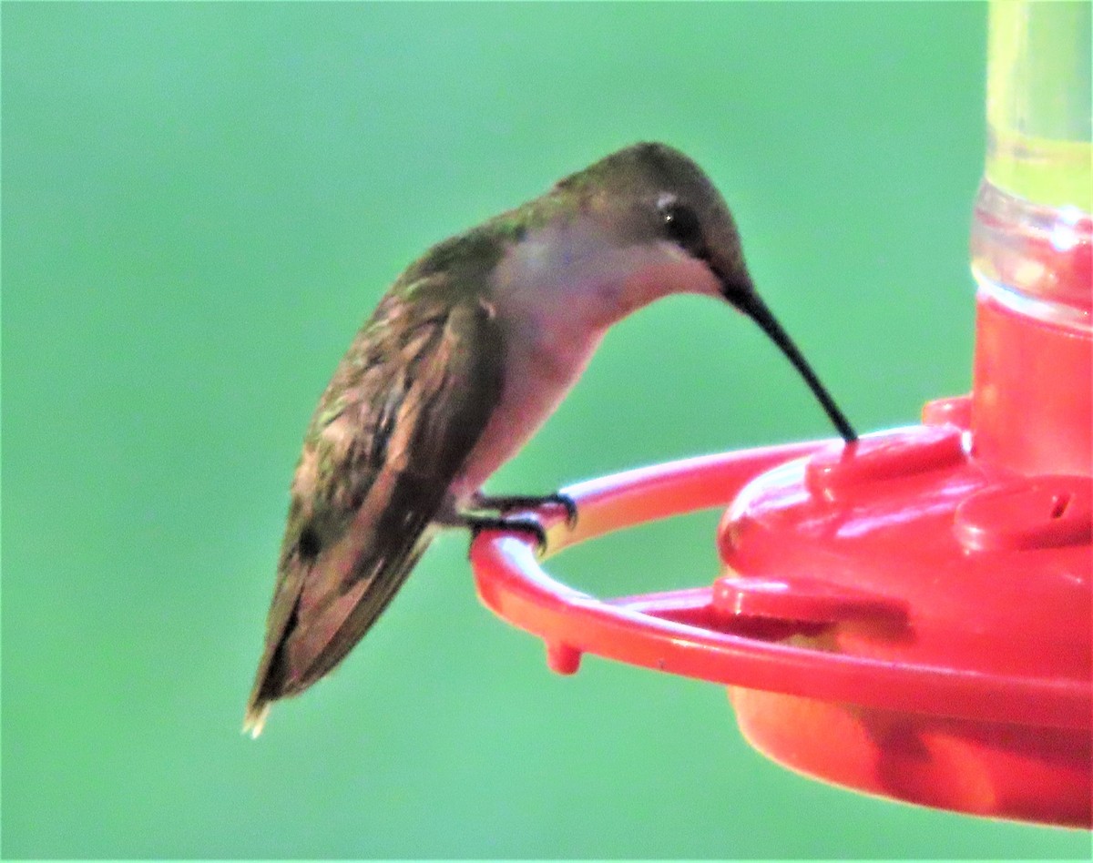 Ruby-throated Hummingbird - ML175696141