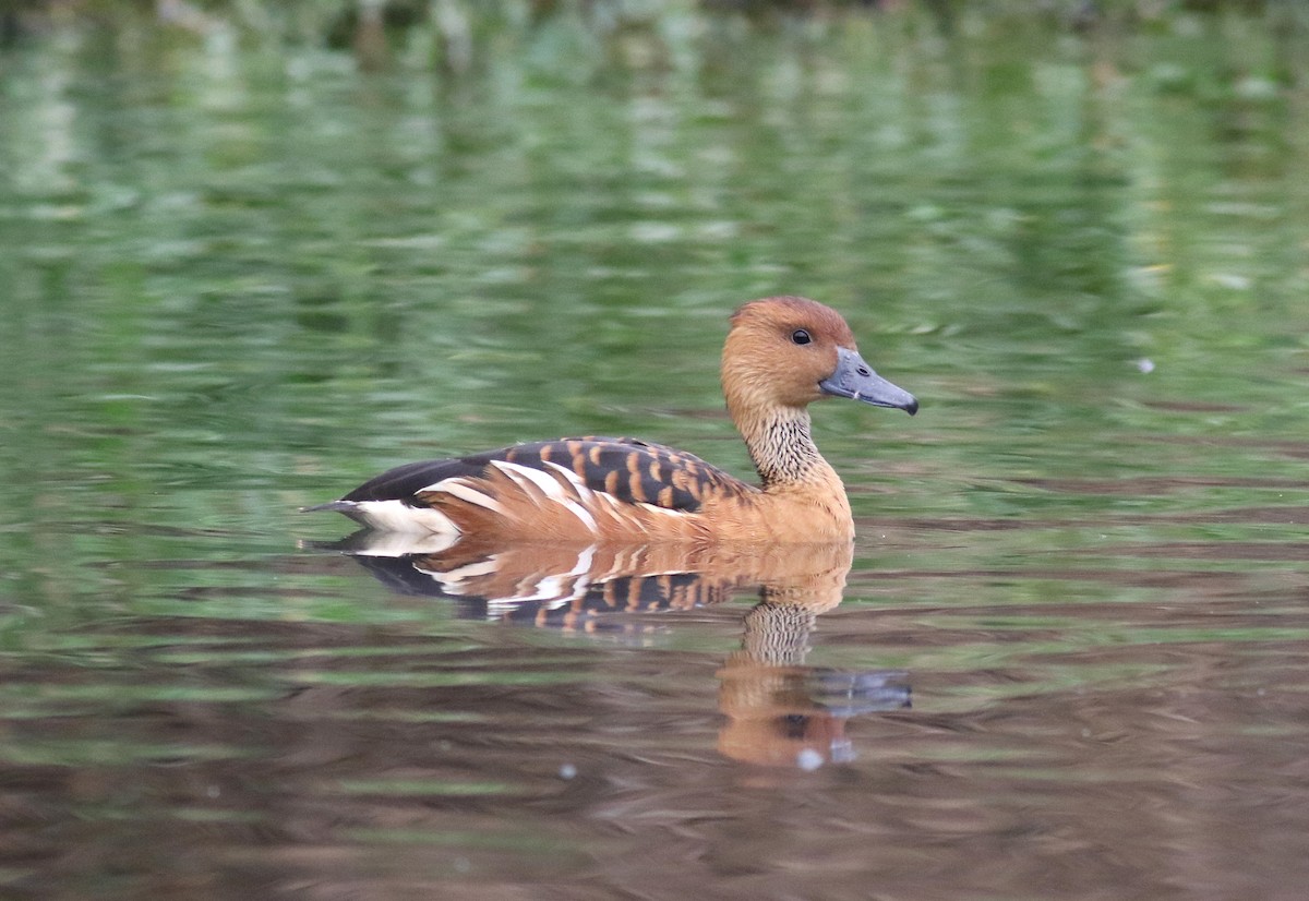 Fulvous Whistling-Duck - ML175697281