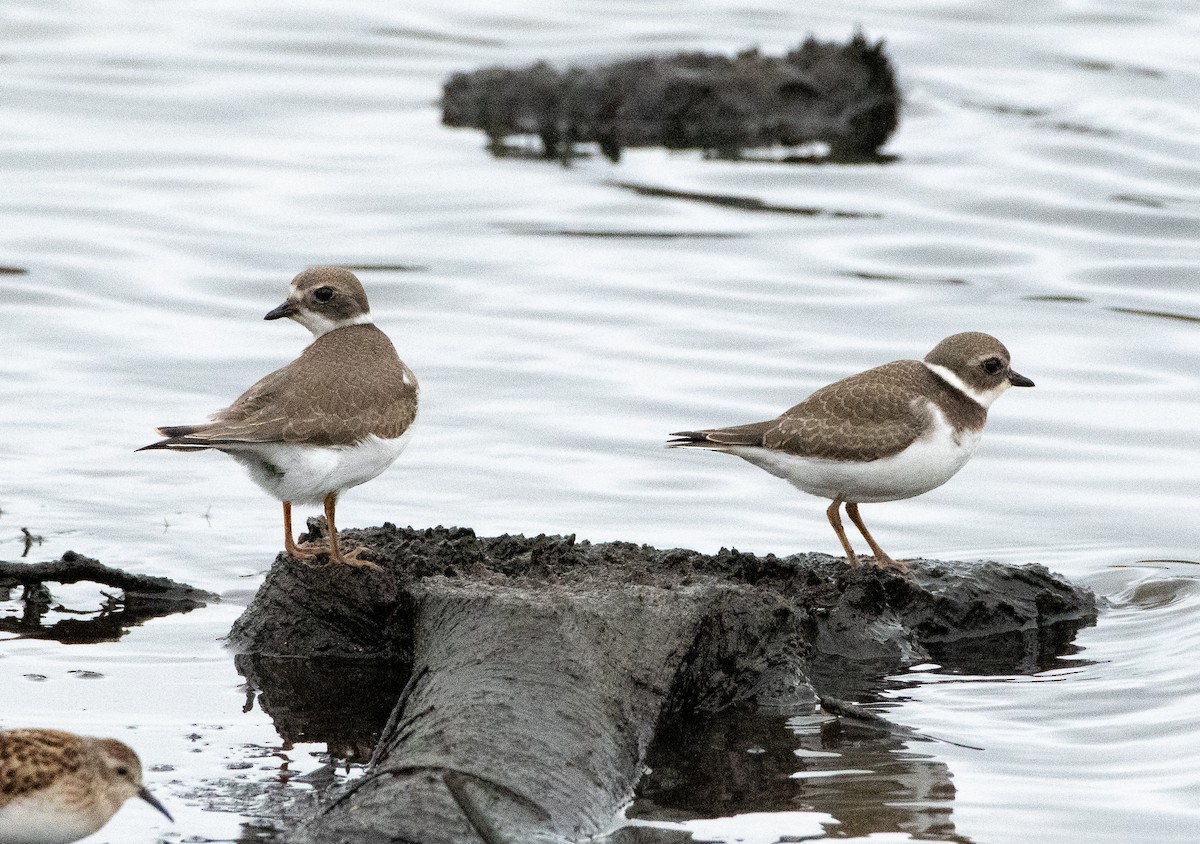 Semipalmated Plover - ML175702191