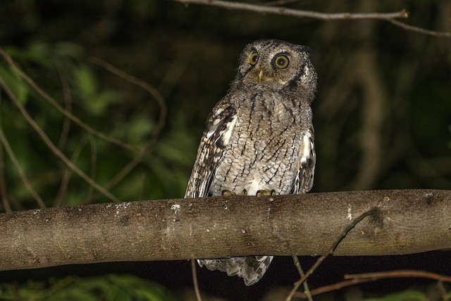 Black-capped Screech-Owl