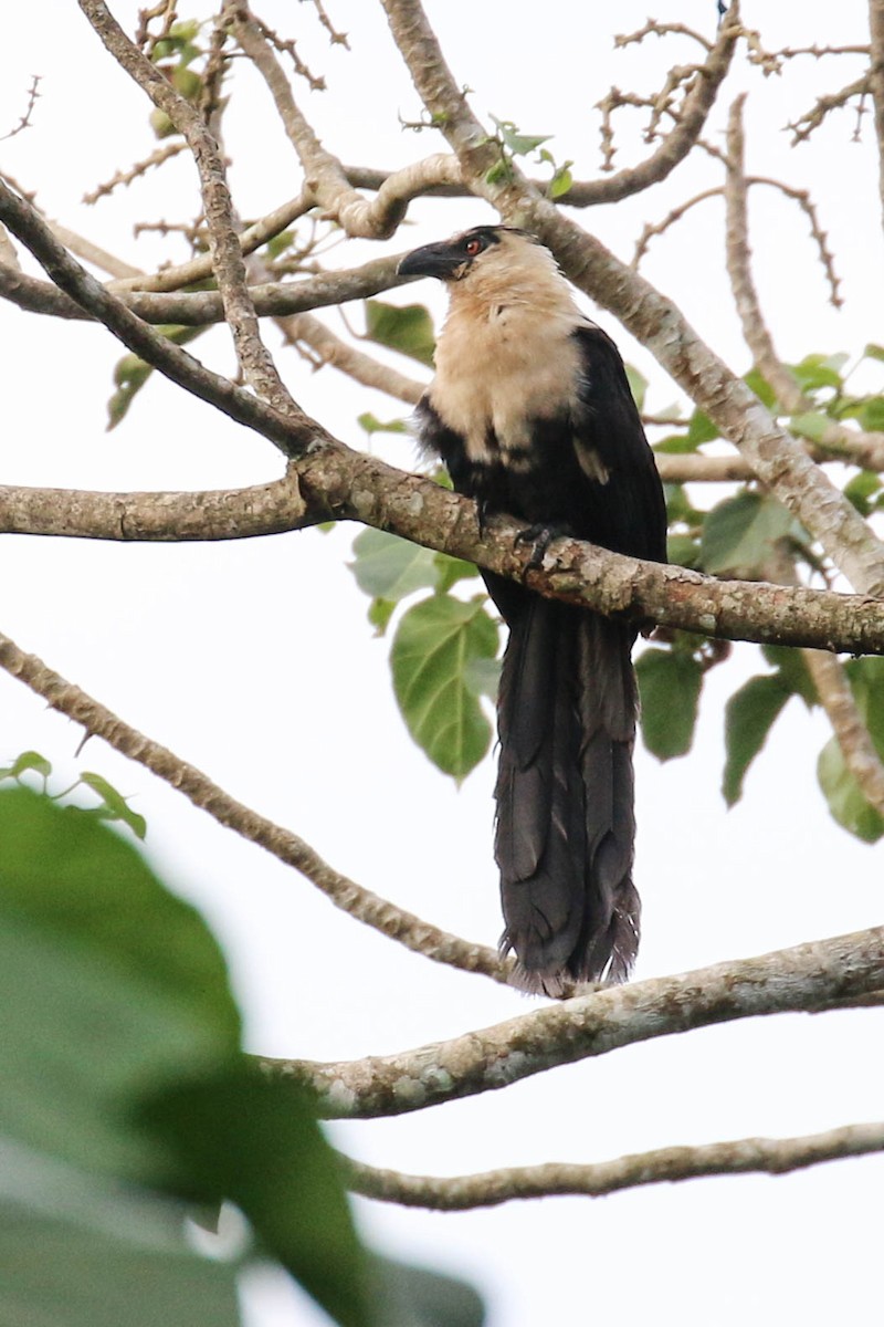 Pied Coucal - ML175706481