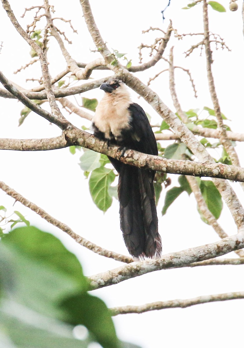 Pied Coucal - ML175706491