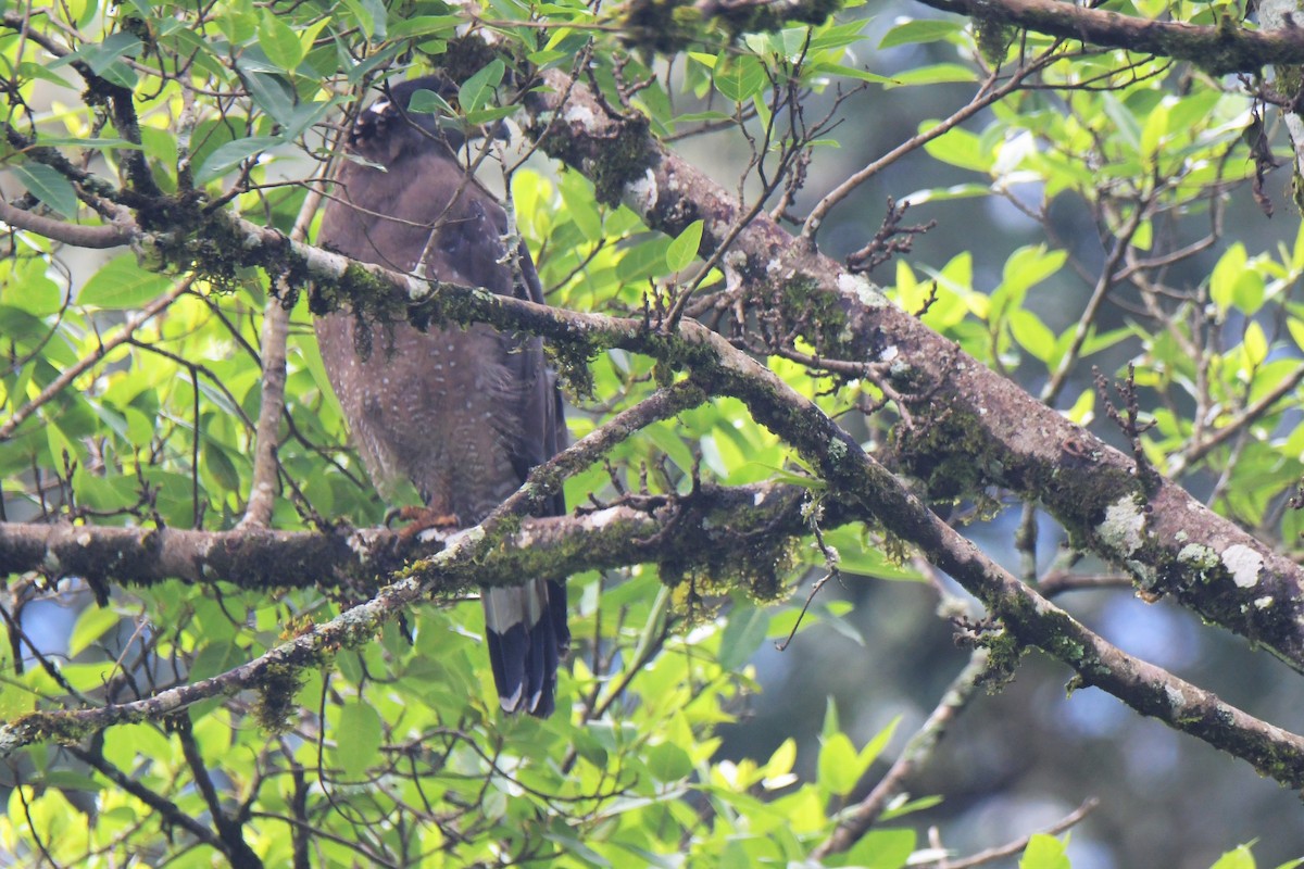 Crested Serpent-Eagle - ML175707191
