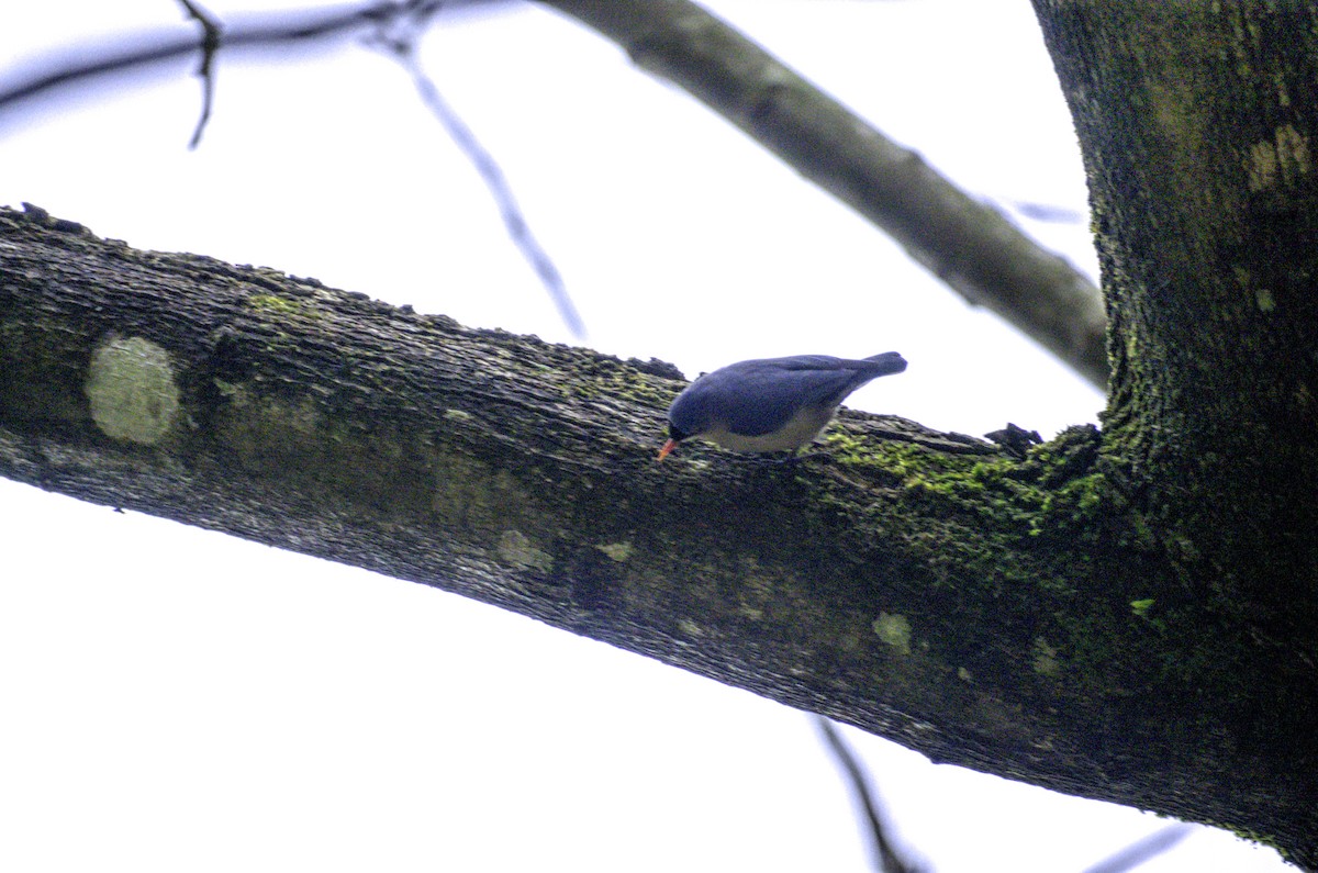 Velvet-fronted Nuthatch - ML175707861