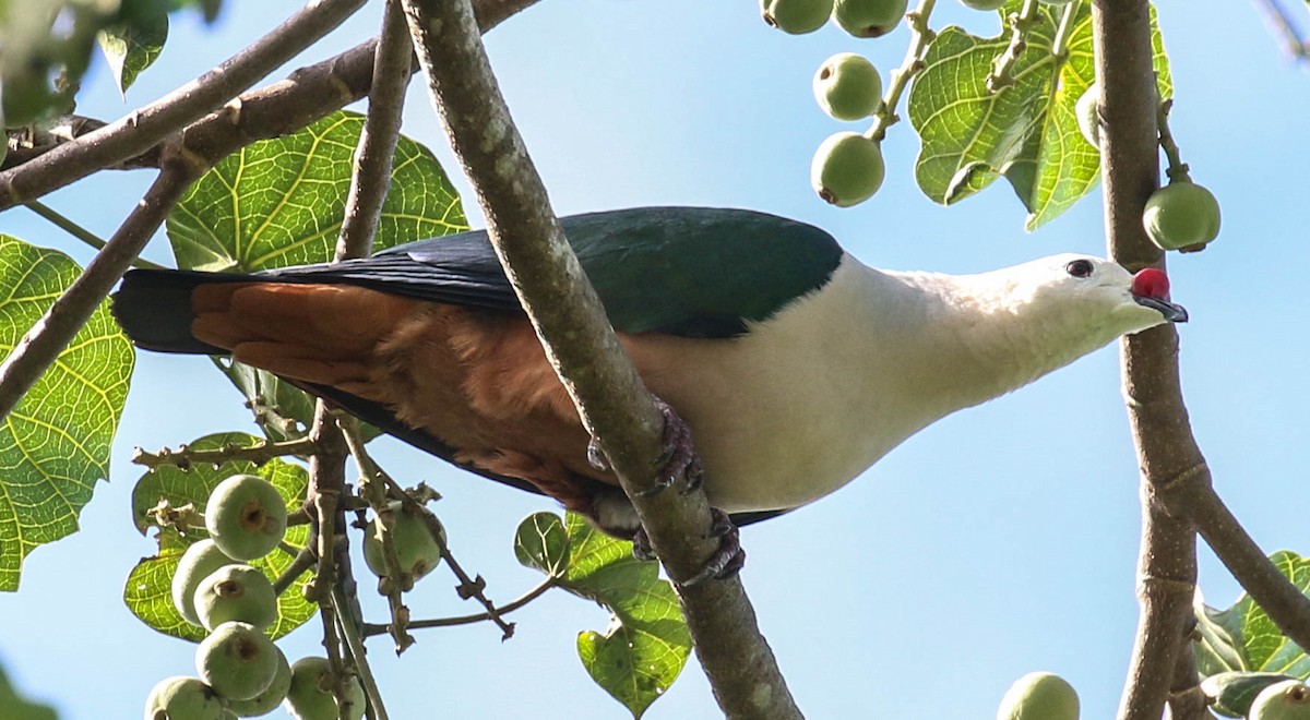 Red-knobbed Imperial-Pigeon - Tom Driscoll