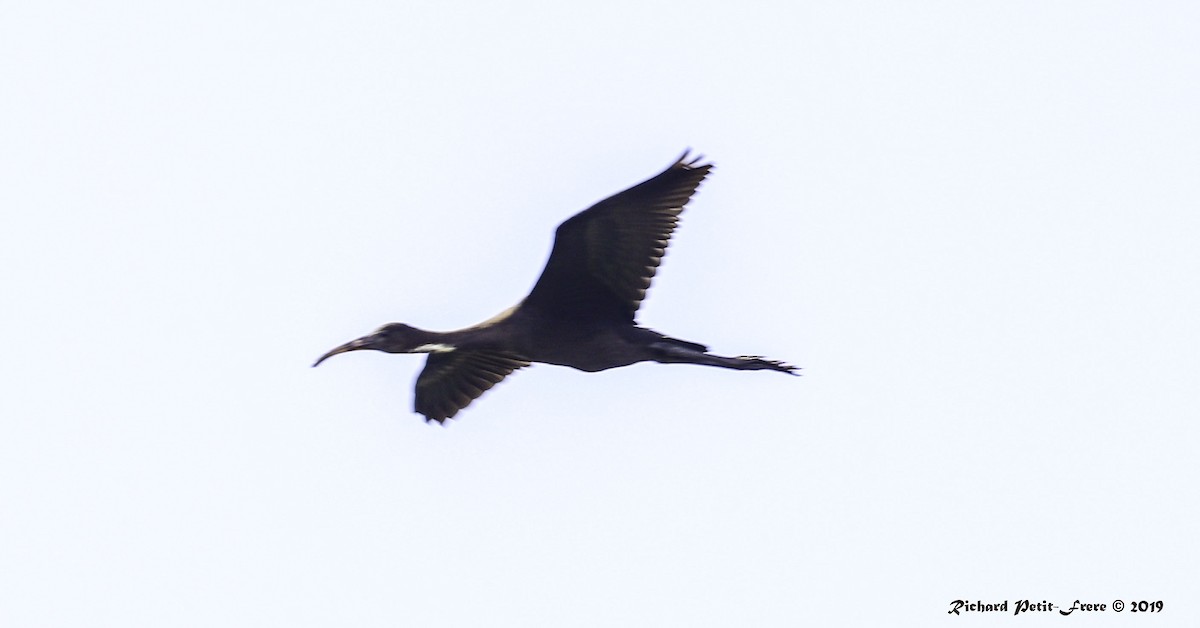 ibis hnědý - ML175708391
