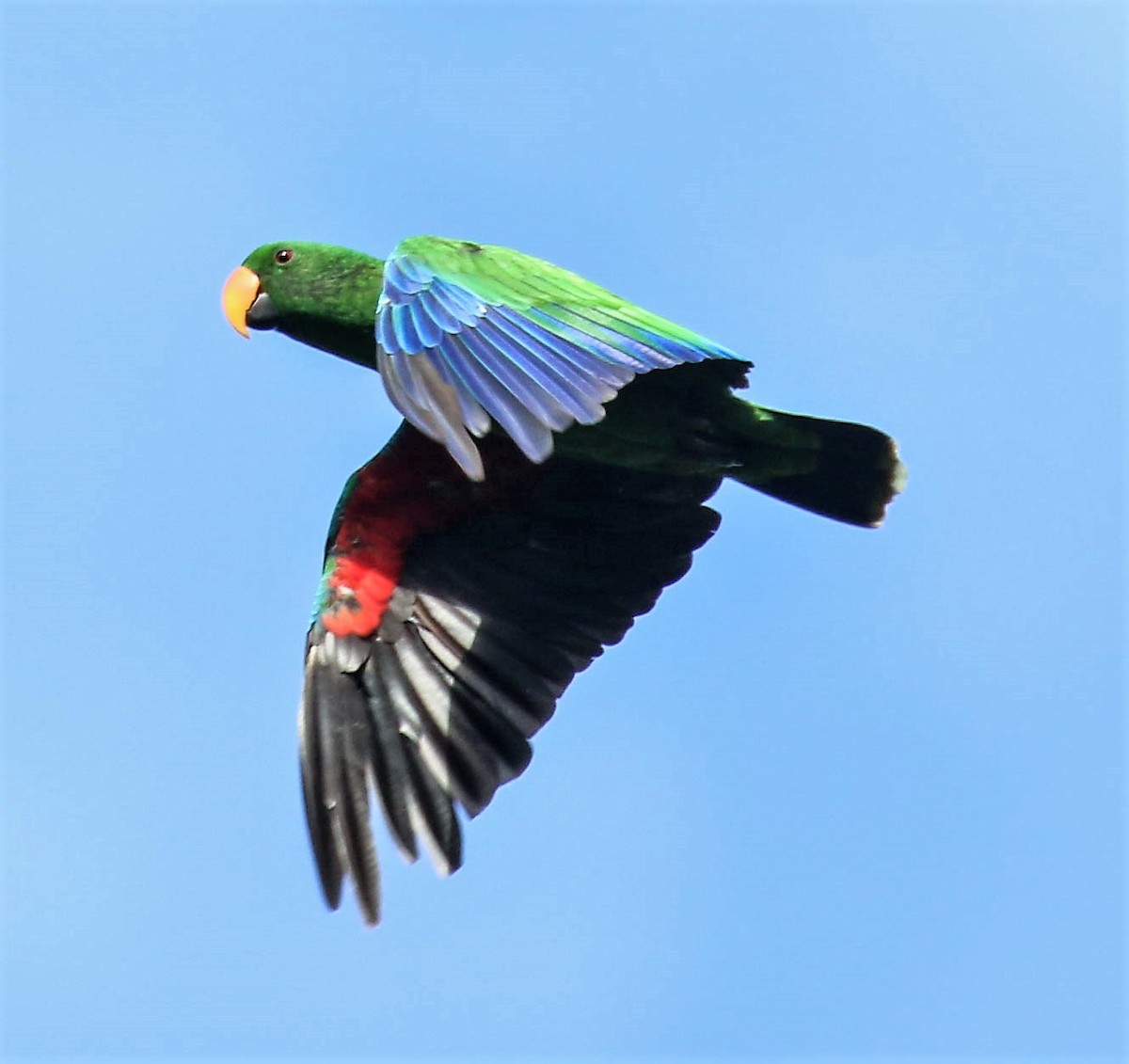 Papuan Eclectus - Tom Driscoll