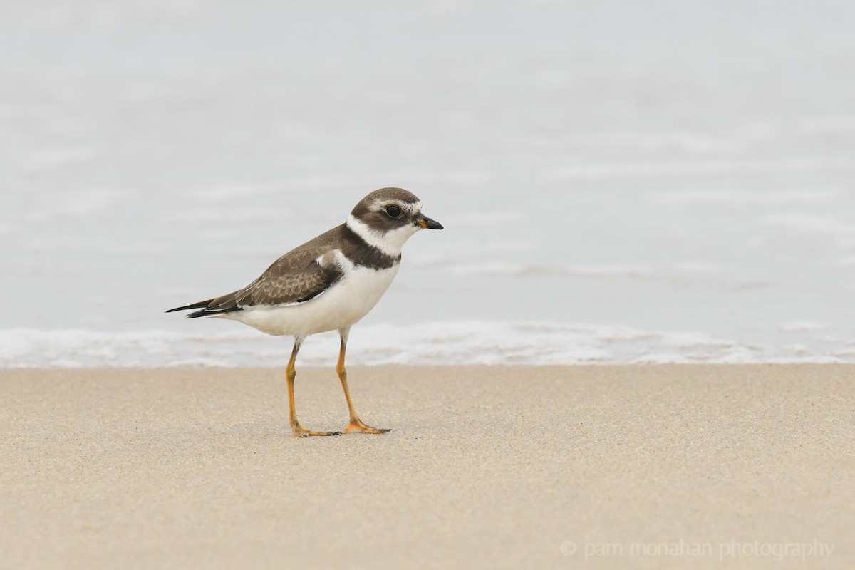 Semipalmated Plover - ML175708821