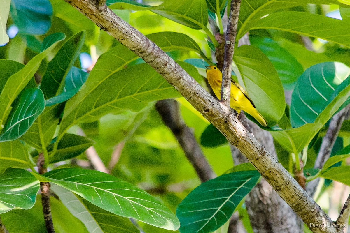 Yellow Warbler (Mangrove) - Diana López G