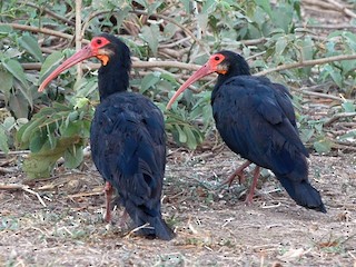 Sharp-tailed Ibis - eBird