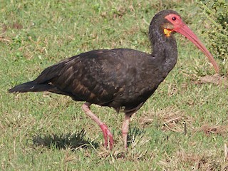  - Sharp-tailed Ibis