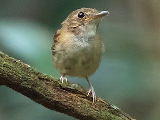  - Cinnamon-crested Spadebill