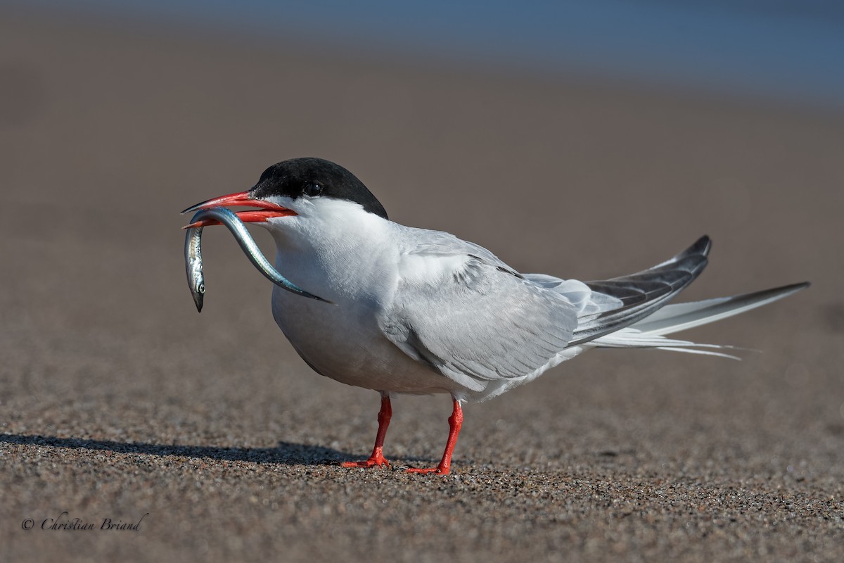Common Tern - Christian Briand