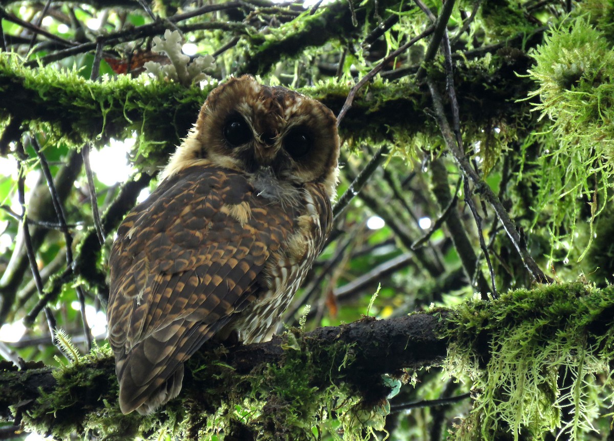 Rufous-banded Owl - Iván Lau