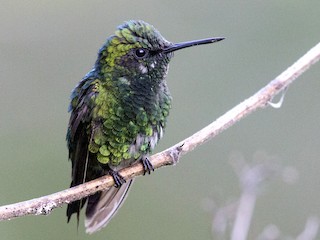  - Green-tailed Emerald