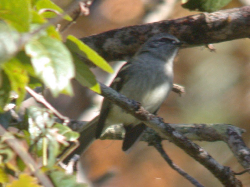 Black-fronted Tyrannulet - Michael Todd