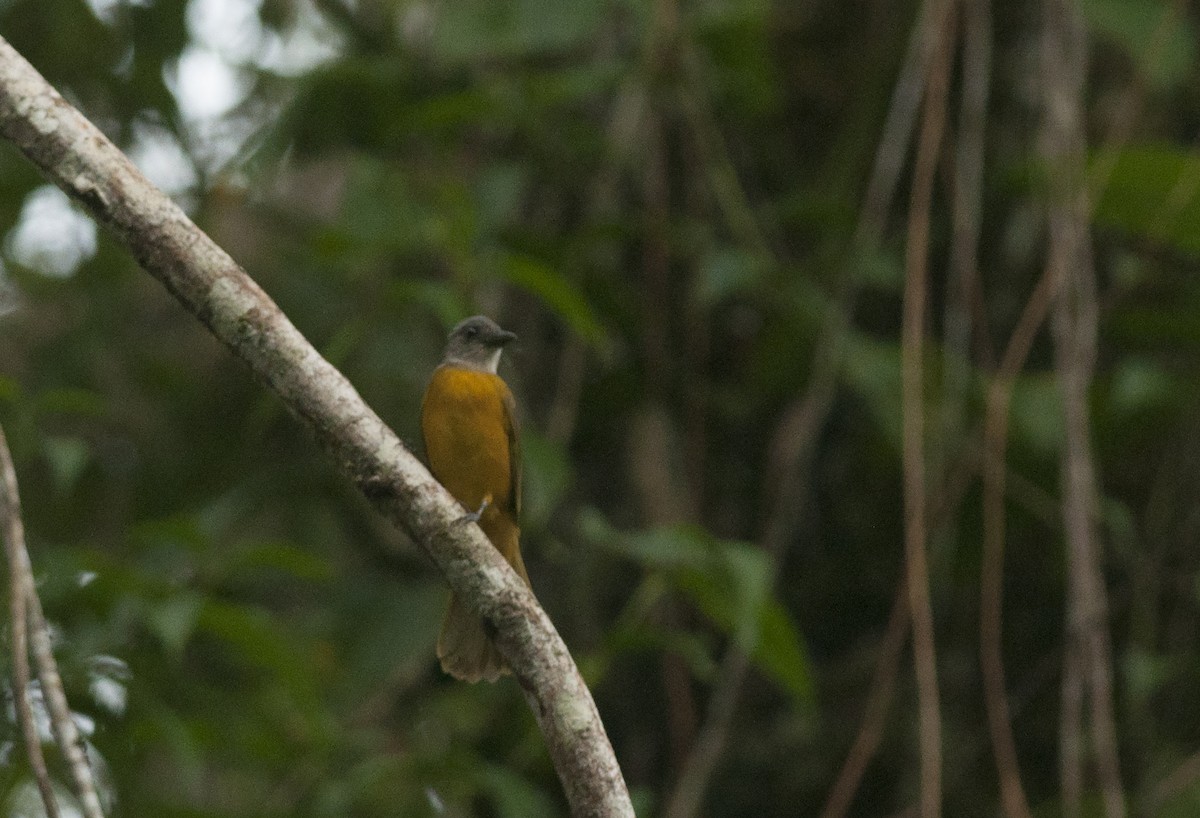 Gray-headed Tanager - Giselle Mangini