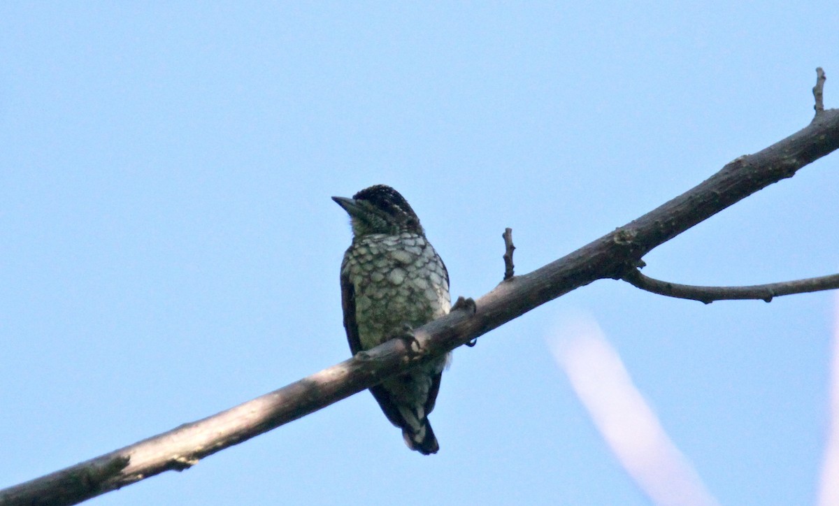 Scaled Piculet - Anthony Collerton