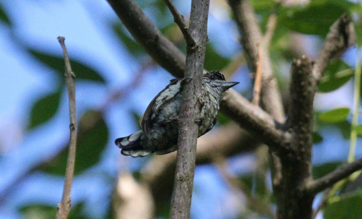 Scaled Piculet - ML175722171