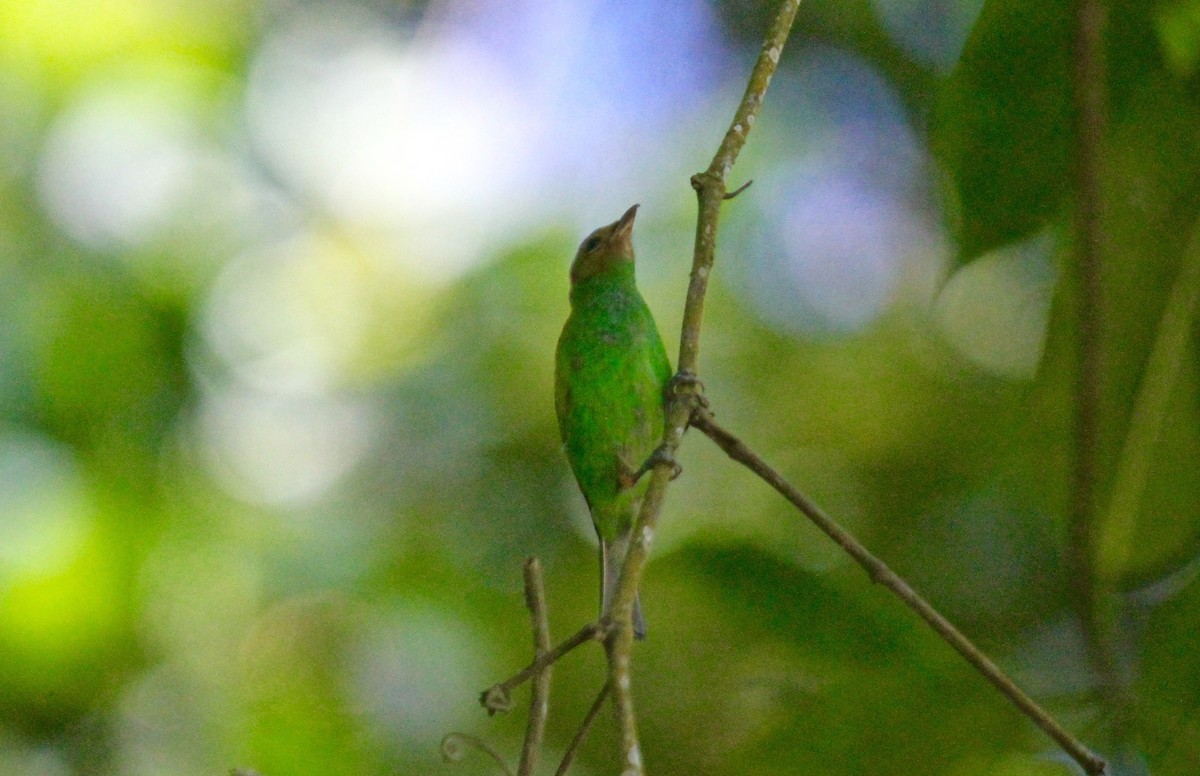 Bay-headed Tanager - ML175722471