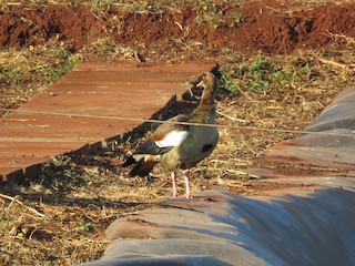 Egyptian Goose, ML175732031