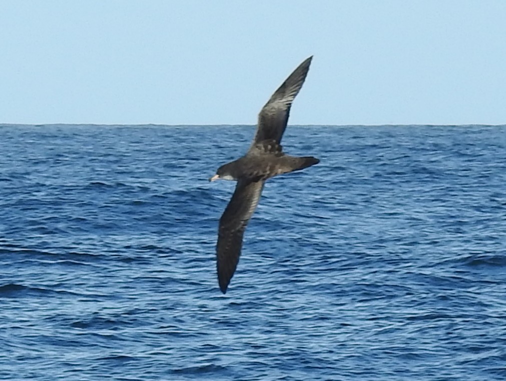 Pink-footed Shearwater - ML175732141