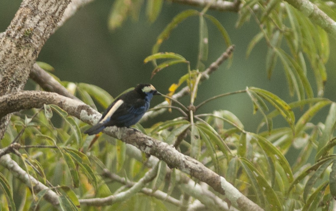 Opal-crowned Tanager - ML175732561