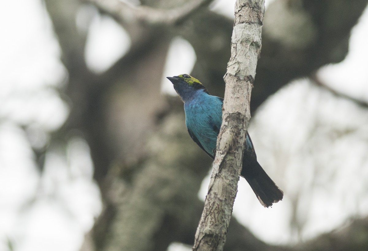 Paradise Tanager - ML175732671