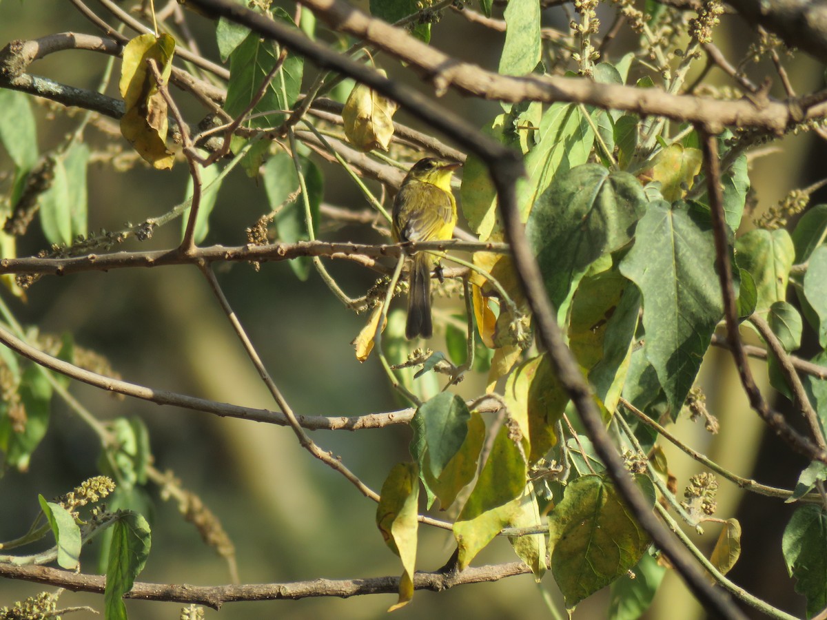 African Yellow-Warbler - Thomas Brooks