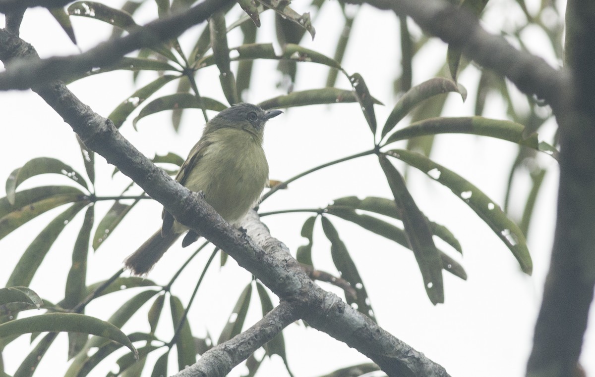 Gray-crowned Flatbill - ML175732841