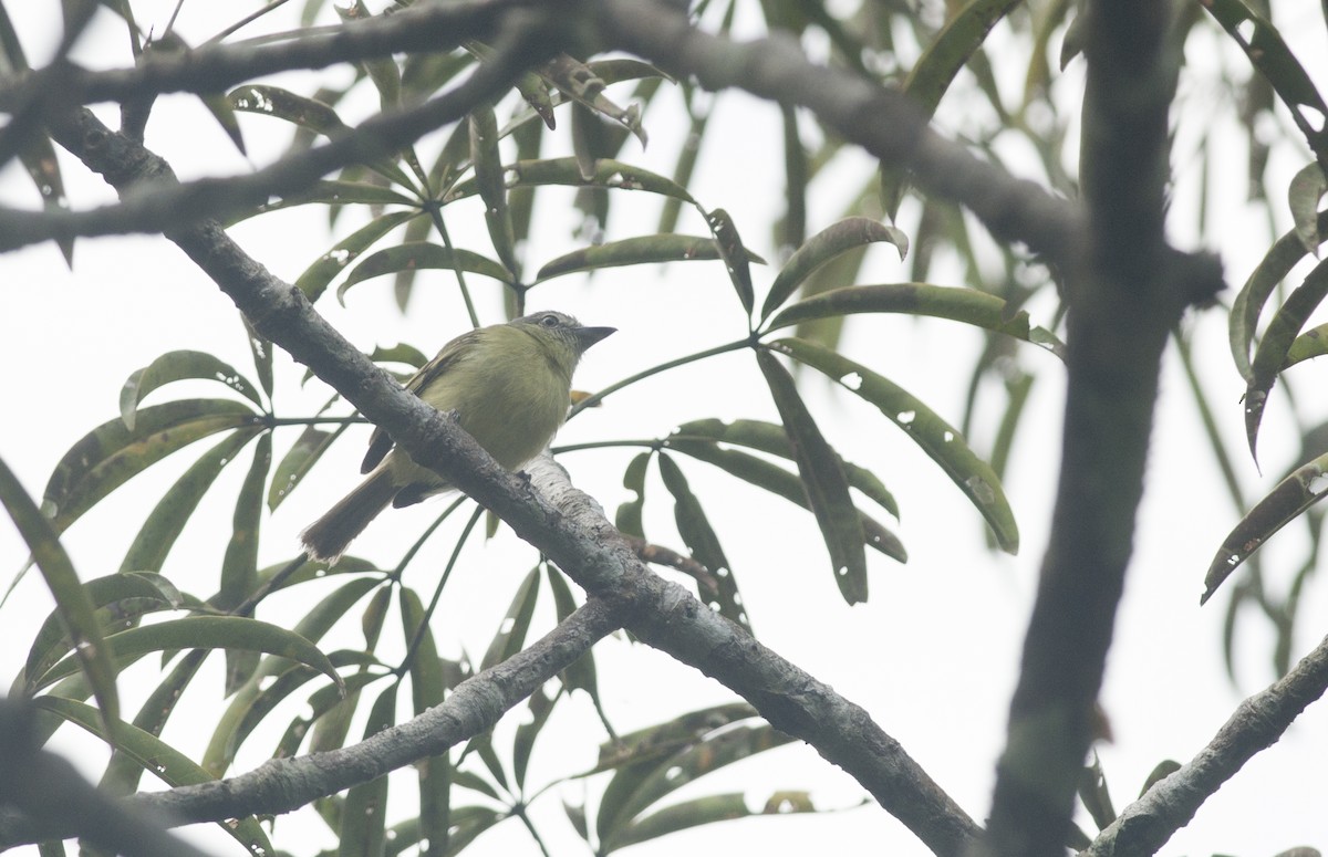Gray-crowned Flatbill - ML175732881