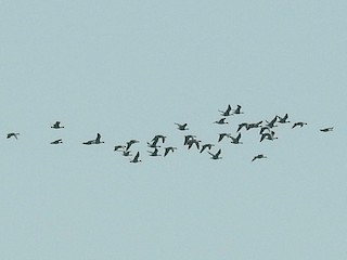 Greater White-fronted Goose, ML175734111