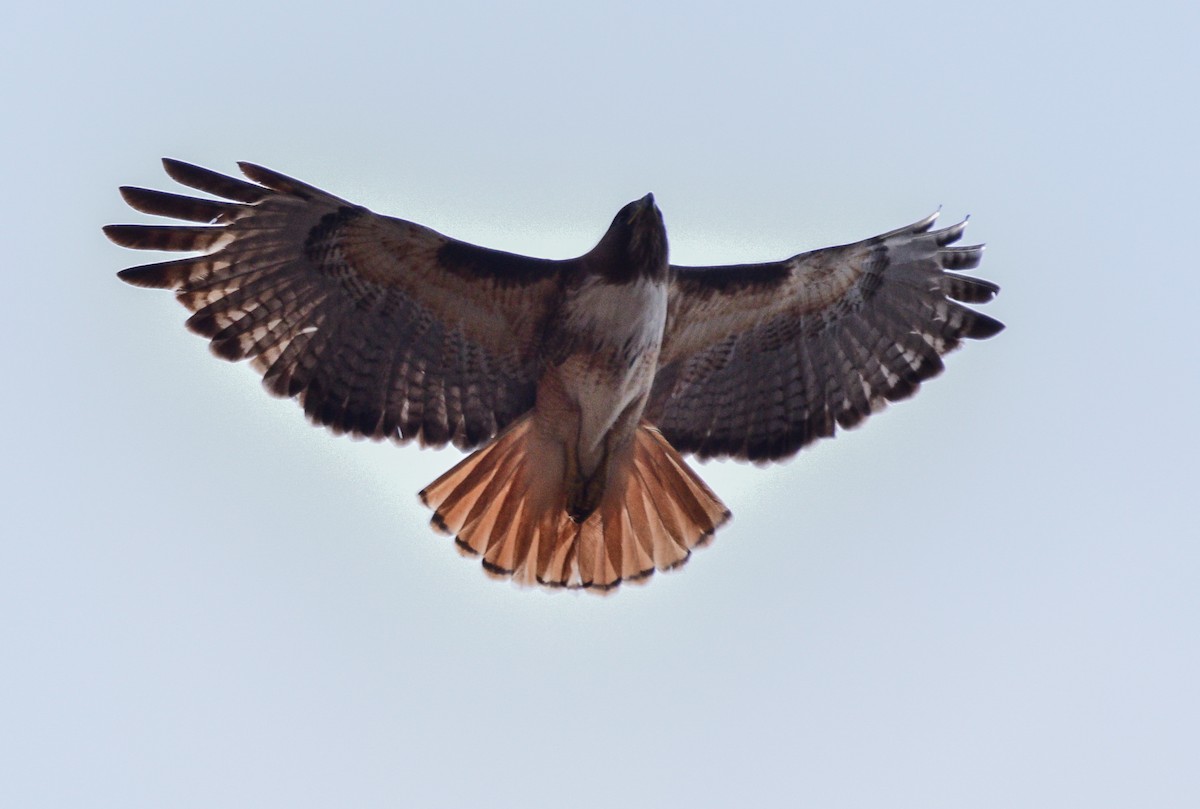 Red-tailed Hawk - Peder  Bjureke Ihle