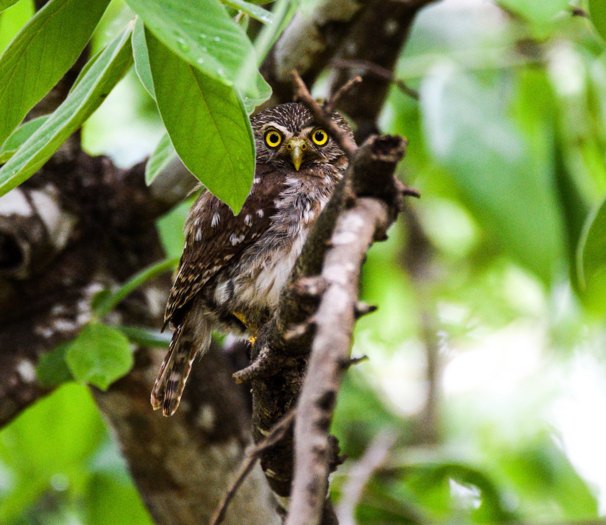 Northern Pygmy-Owl - Peder  Bjureke Ihle